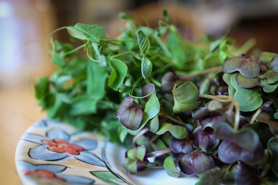 Micro red radish and pea shoots are displayed on a plate.