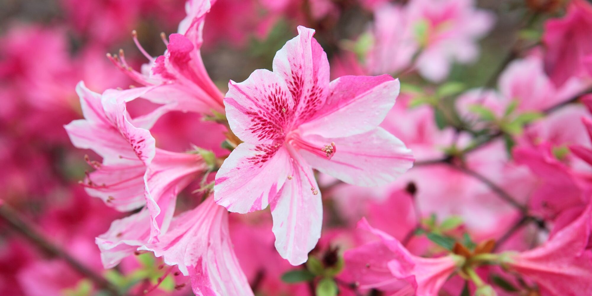 Azalea Fertilizer Guide: The Best Tips and Types to Use on Your Plants