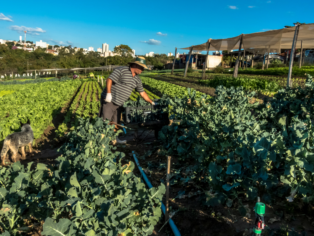 organic produce brazil