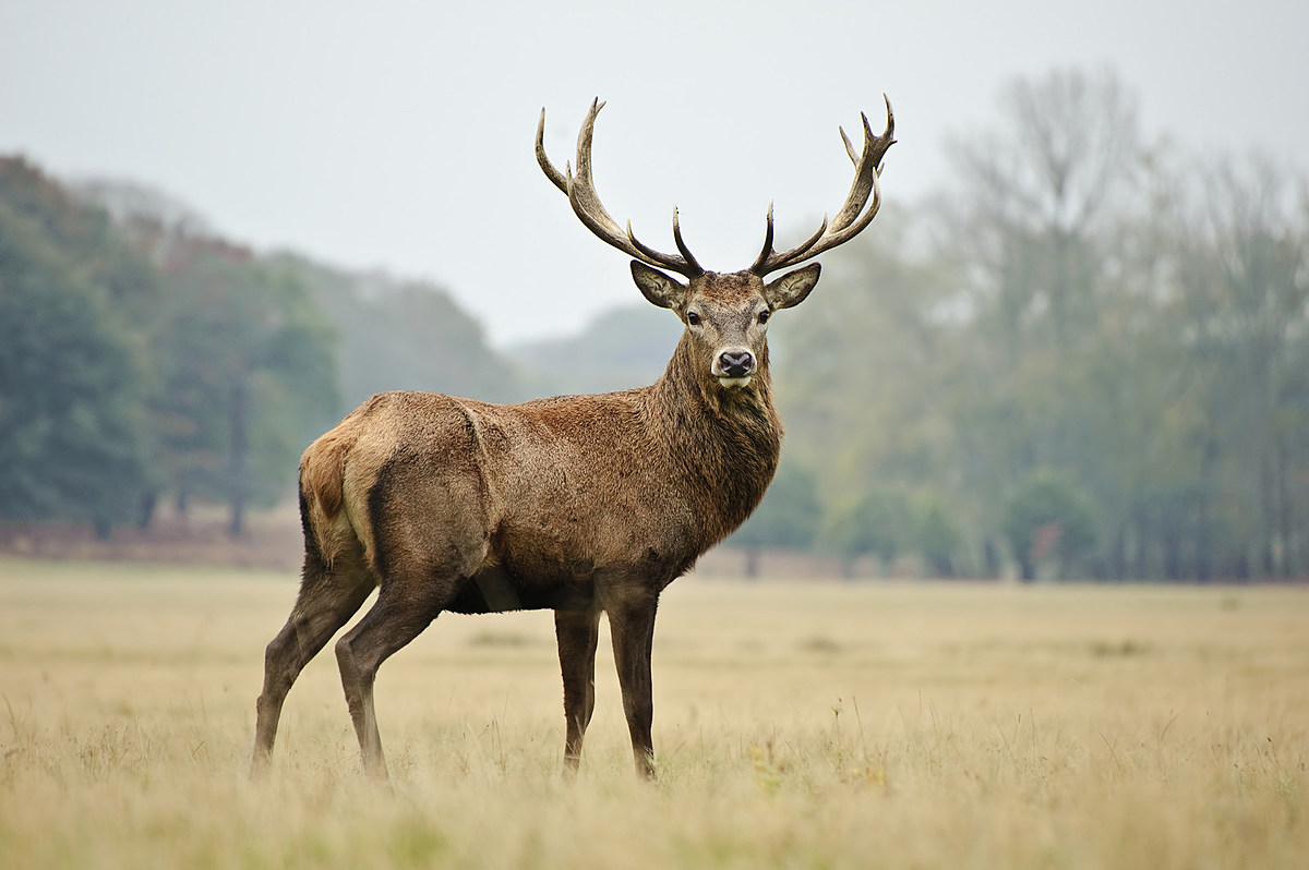 Deer Found With Chronic Wasting Disease in Southern Arkansas