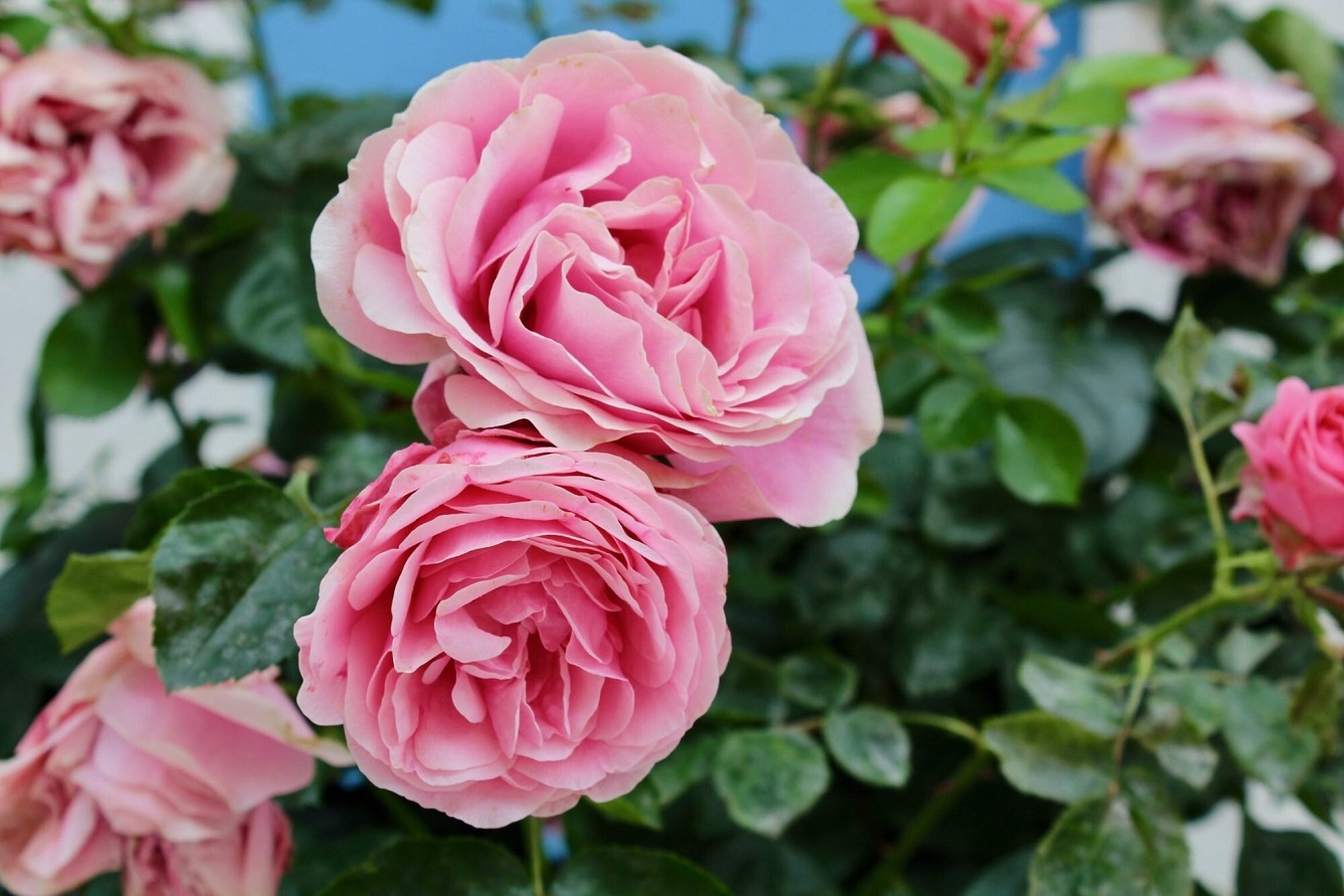 How and when to fertilise rose plants