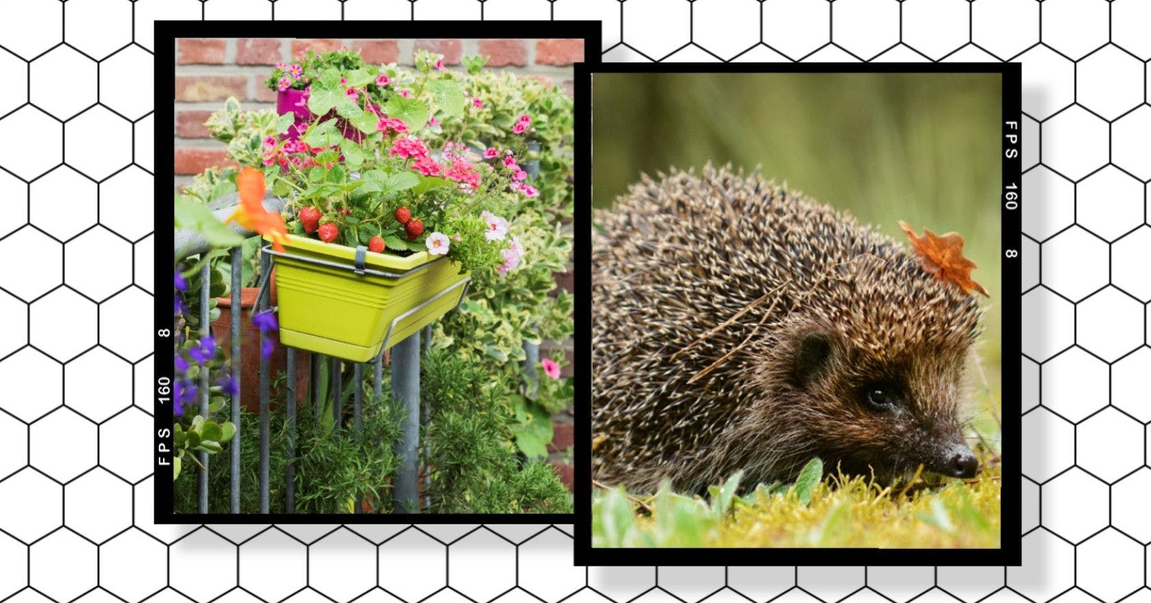 How to turn your home into a wildlife haven