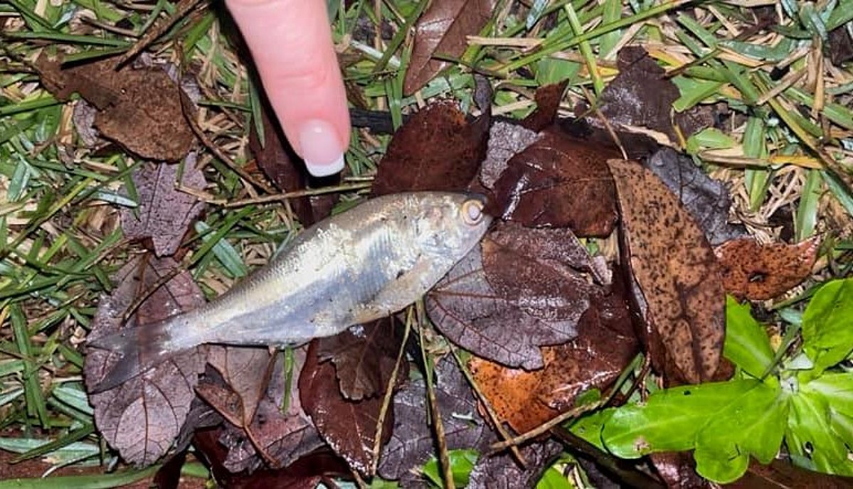 It Was Raining Fish in Texarkana, Texas/Arkansas Wednesday