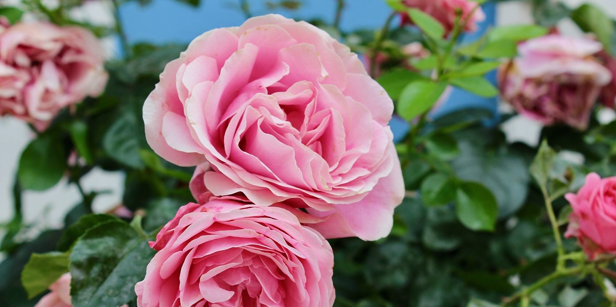 Rose Fertilizer, Explained: How and When to Fertilize Rose Plants