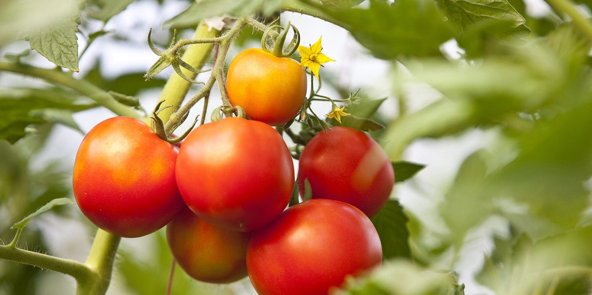 Tomato Fertilizer Guide and Tips