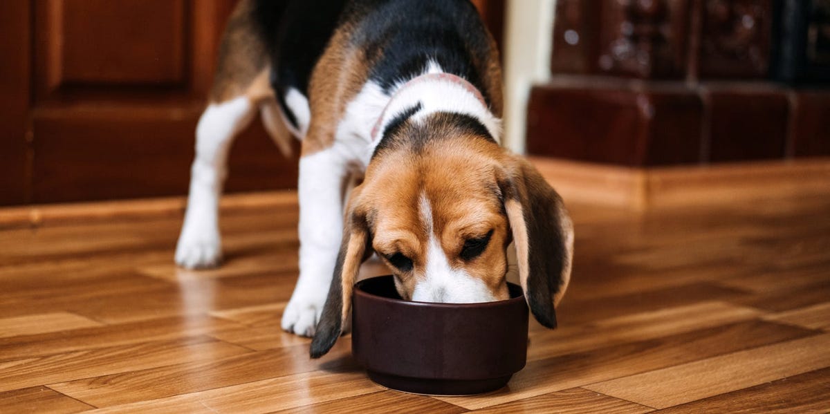 Top Dog Food Brands and Advice From Experts