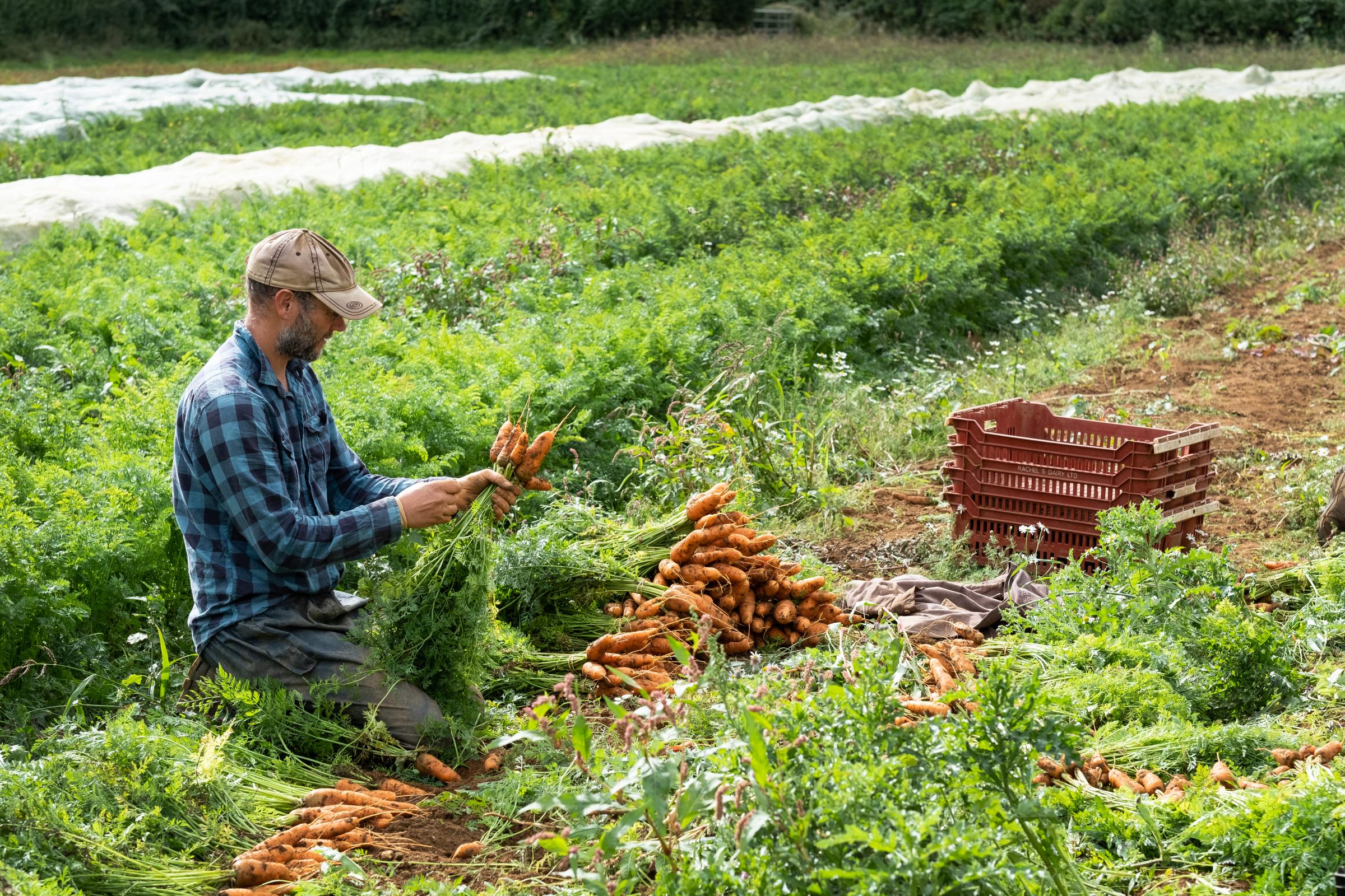 Tour of this Oxfordshire farm to understand organic food