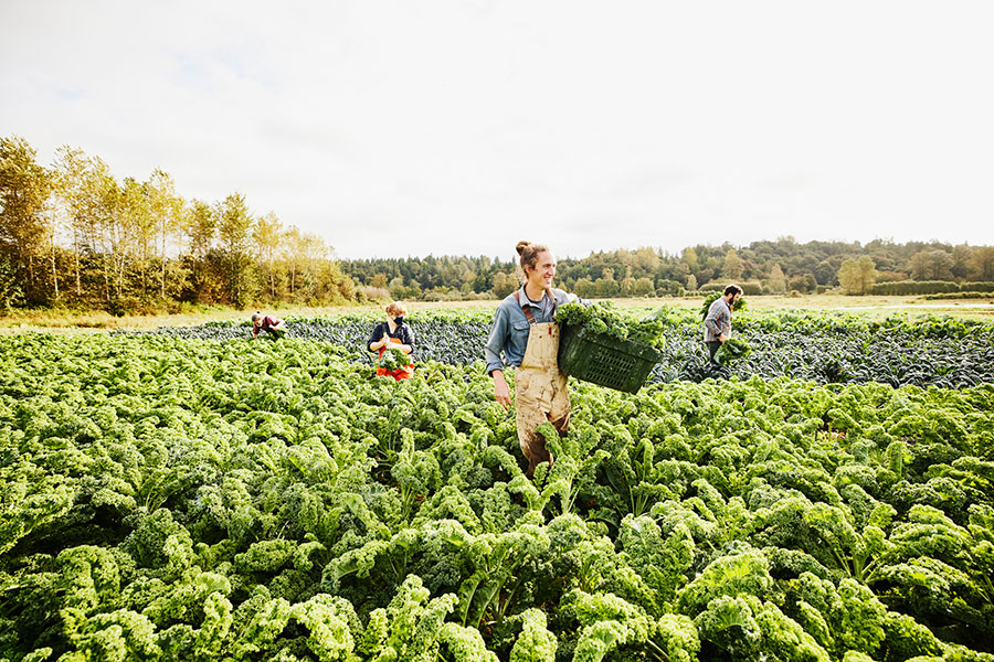 Organic farming: What is organic farming and why is it more sustainable