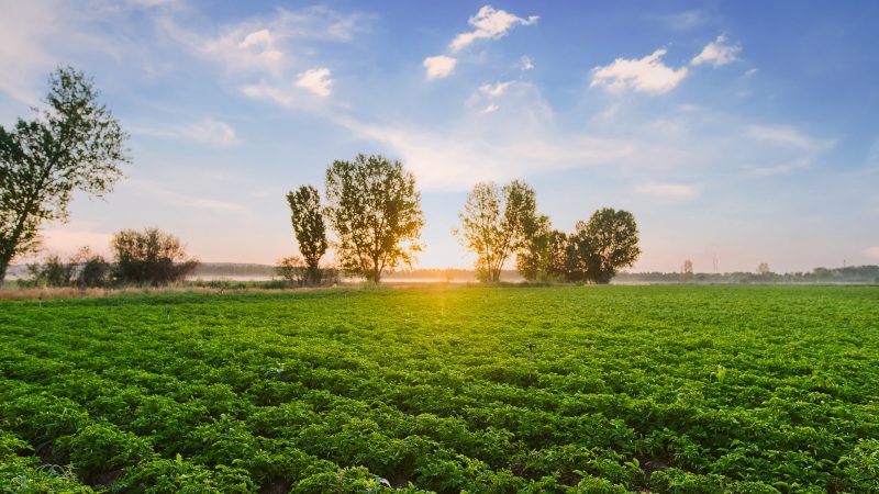 Why the future of farming lies in regenerative agriculture – EURACTIV.com