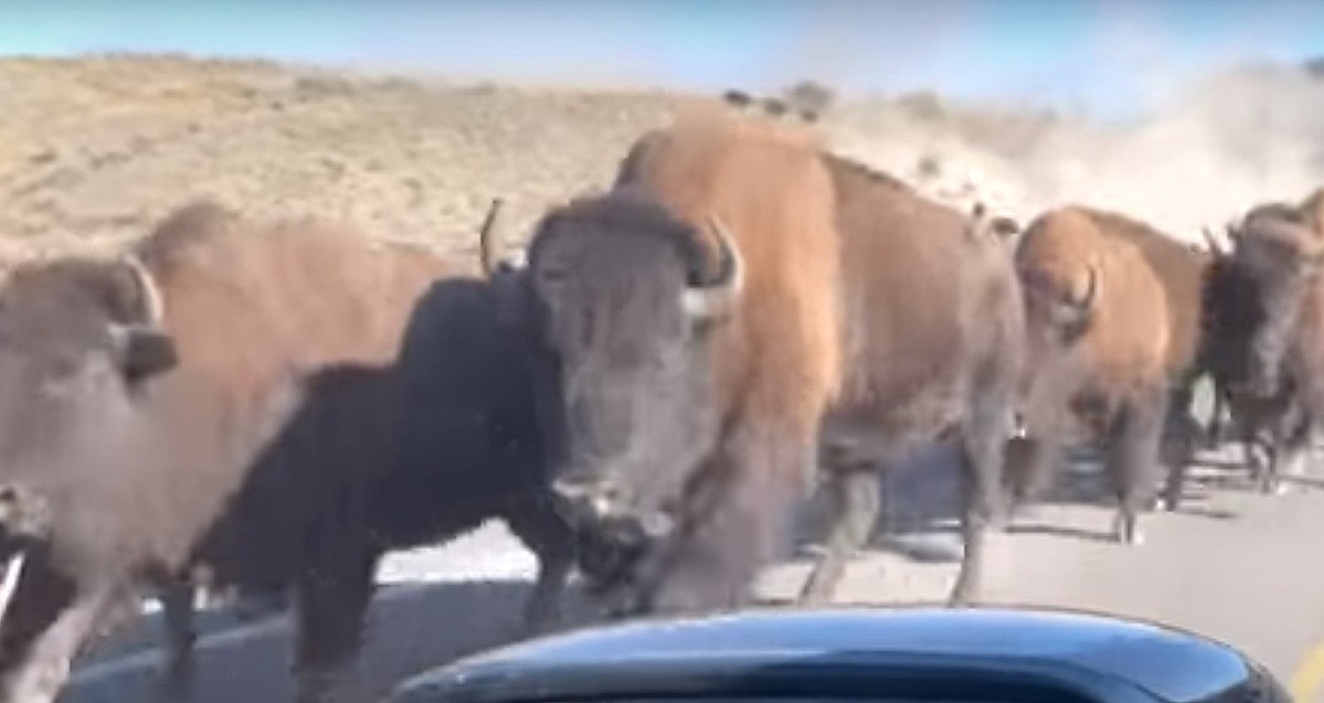 Yellowstone Park Plans to Turn Some Bison Into Burgers