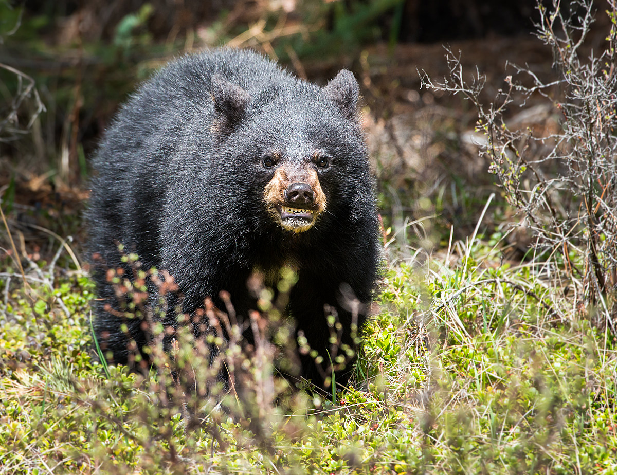 2nd bear attack in NJ is just the beginning (Opinion)