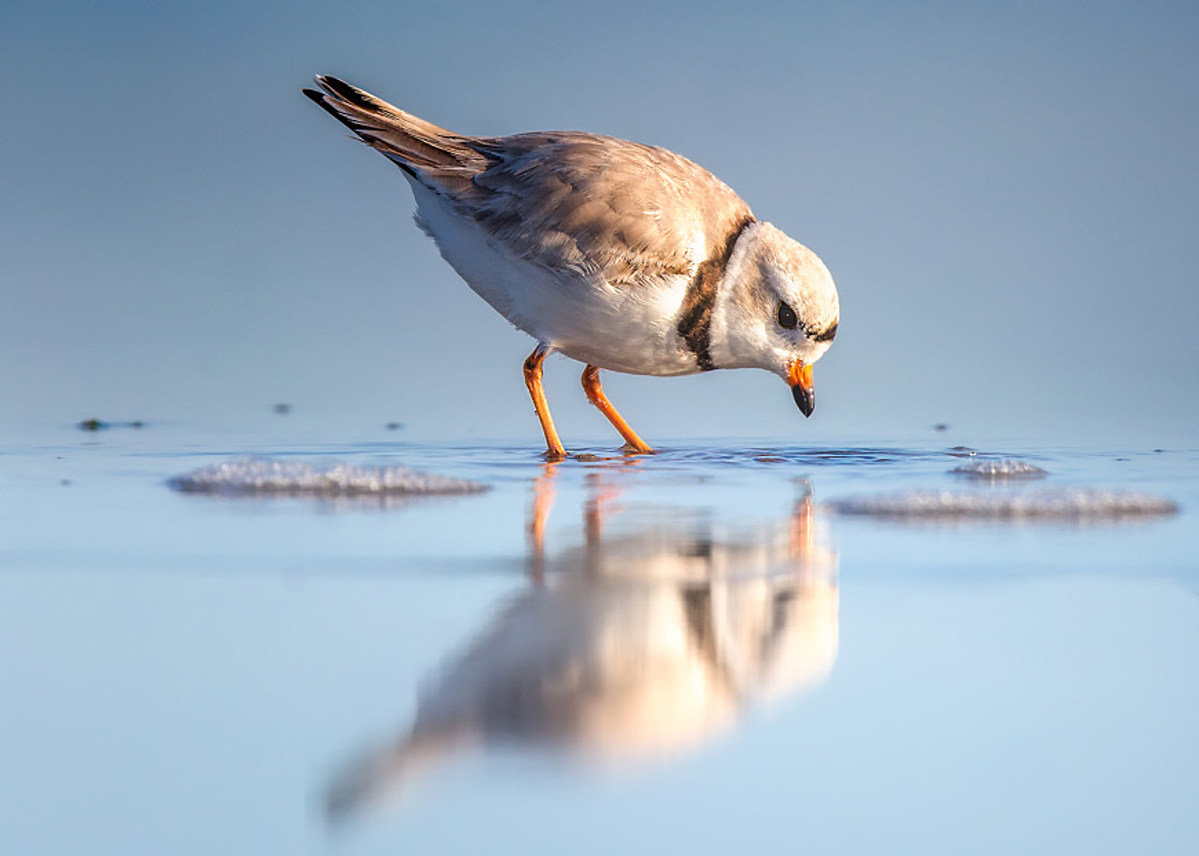 Endangered NJ bird makes a comeback; now you can help protect them