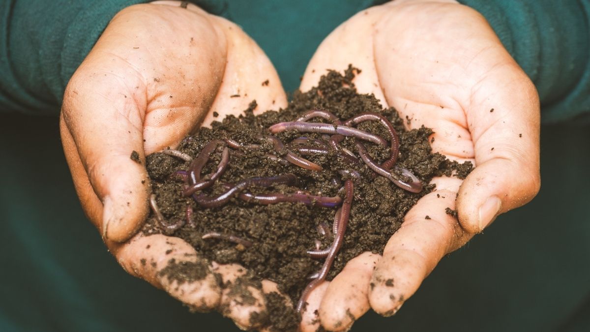 How to use vermiculture to make your own fertiliser