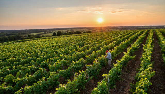 How winemakers in France are reducing pesticide use