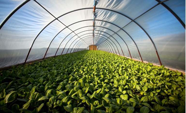 National | Canada's food future