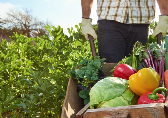 Organic foods not always free from pesticides