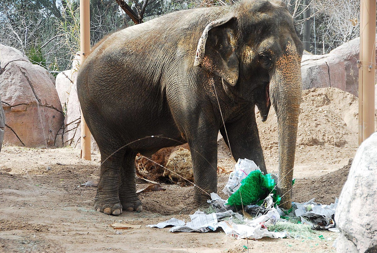 El Paso Zoo Elephant Savannah To Predict Super Bowl Winner