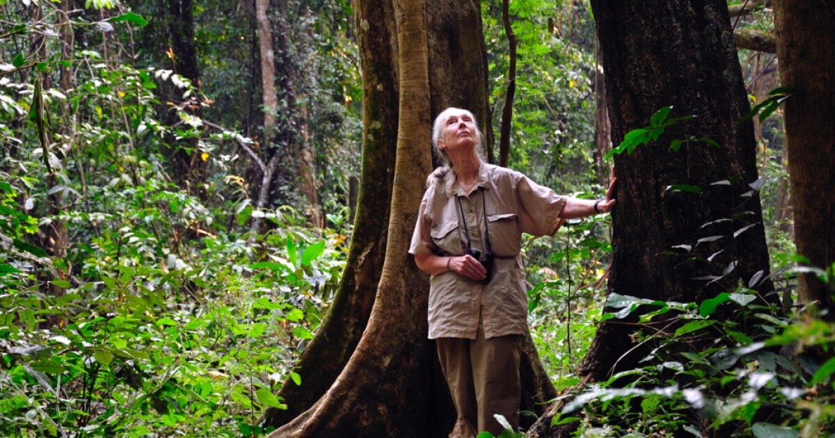 How to watch Jane Goodall discuss 'The Book of Hope'