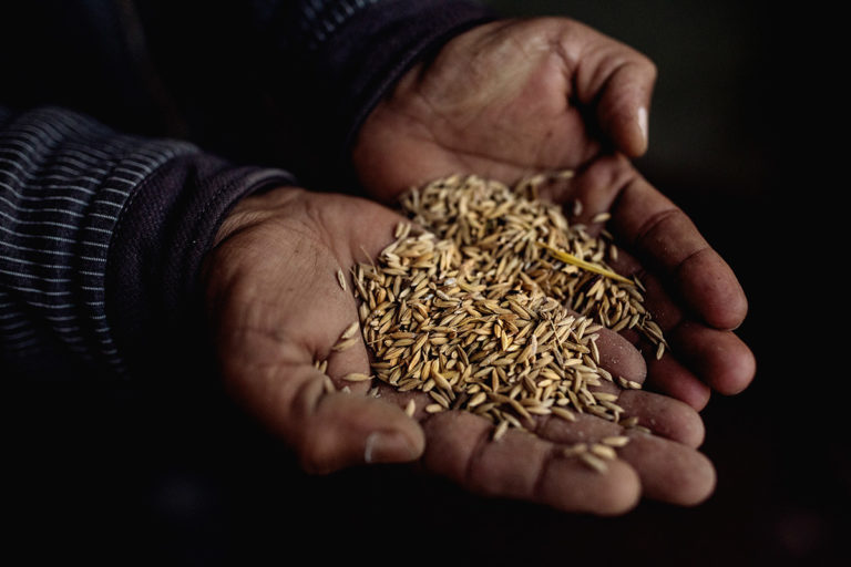 In Nepal, a messy breakup with hybrid seeds is good news for organic farming