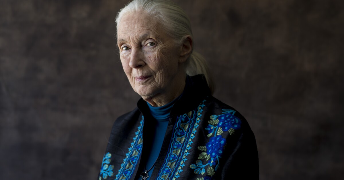 Jane Goodall is still surprised at her ever-growing fame