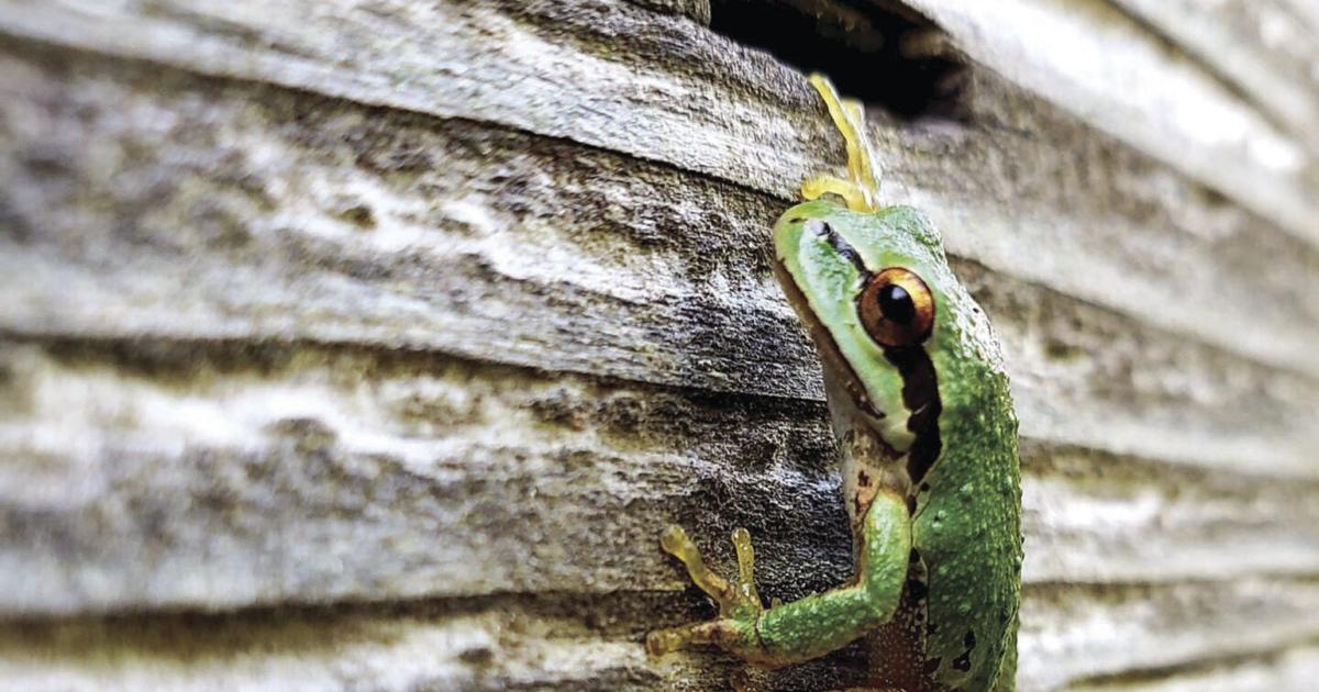 Nature Guide Journal: Frogs | Local News