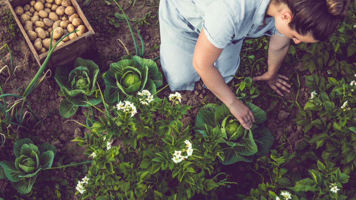 No dig gardening: saves time and benefits soil and plants