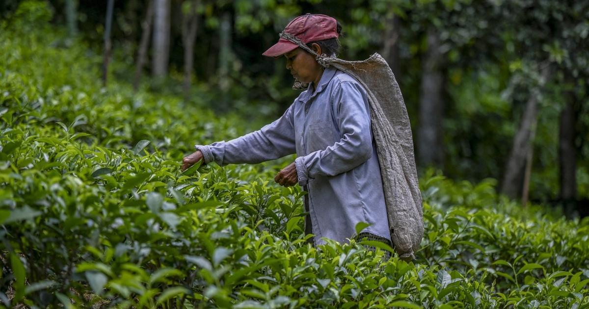 Sri Lanka reverses organic farming drive as tea suffers | Agriculture News