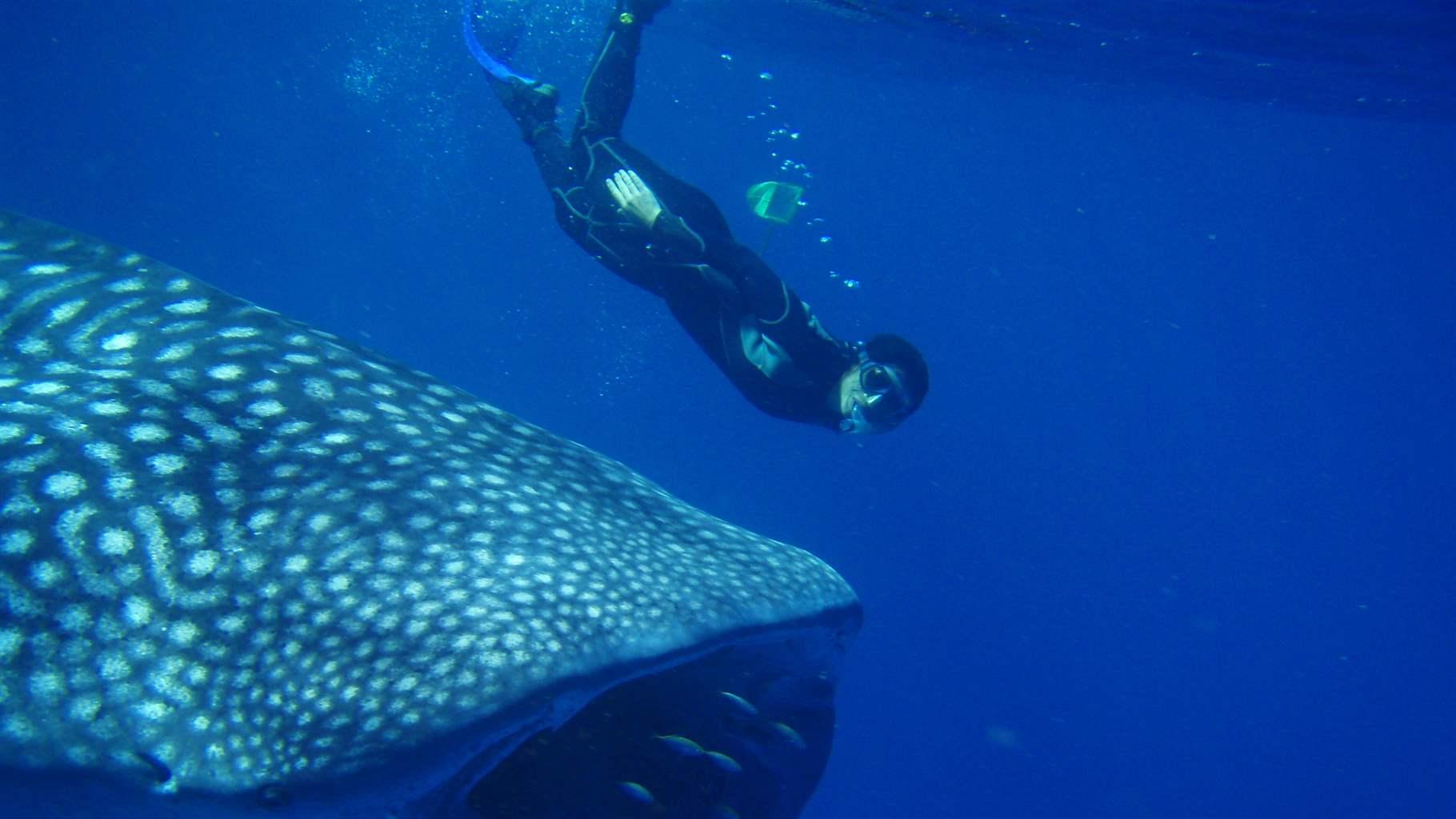 Off Ningaloo Reef, Australia, Ana M.M. Sequeira swims alongside a whale shark to inspect its skin for parasites.