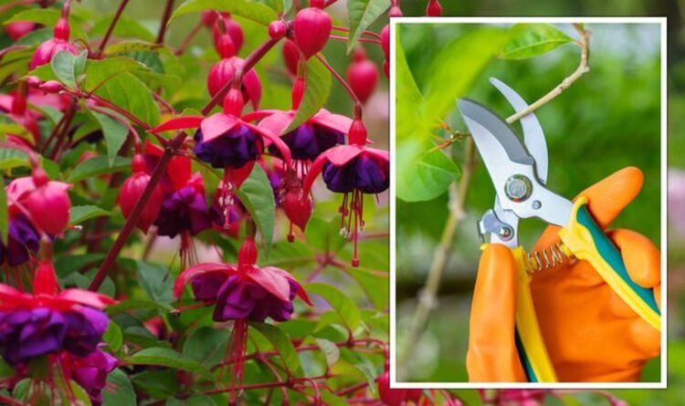 When to cut back fuchsia - spring pruning tips