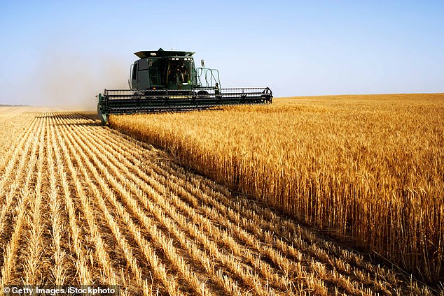 Britain urgently needs to take back control of its food security.  We must become more self-sufficient, to ensure we are less dependent on other countries — especially potential enemies — to fill our larders.  Pictured: Combine harvesting