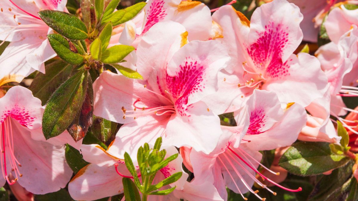 How to care for azaleas