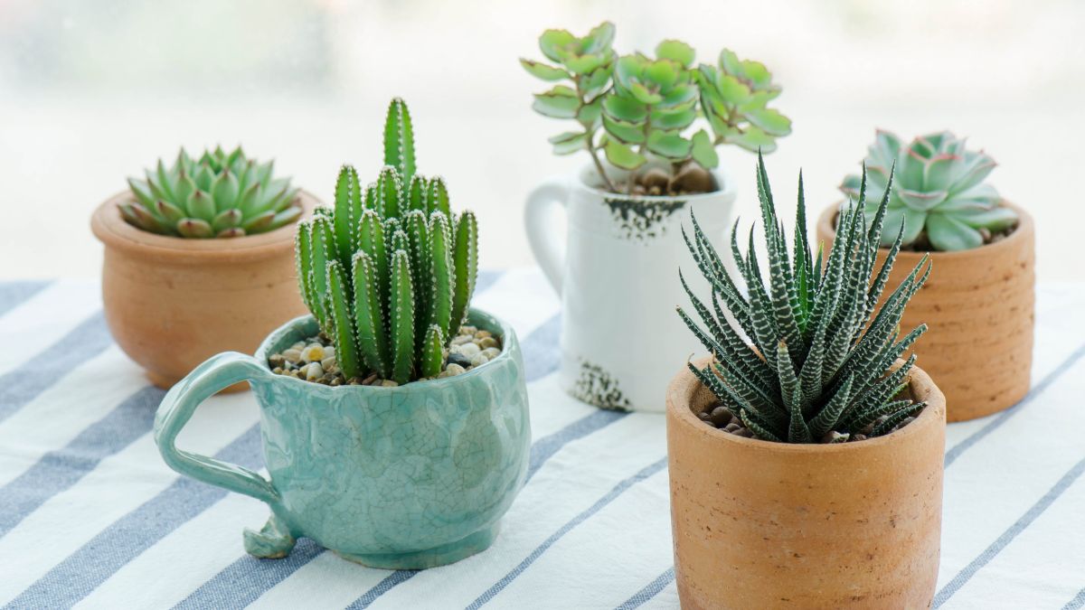 How to care for succulents in 7 easy steps