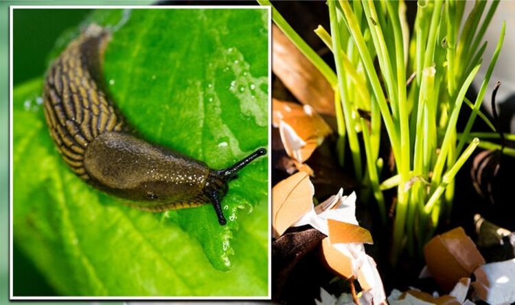 How to protect garden plants from slugs - the leftover food item to keep slugs at bay