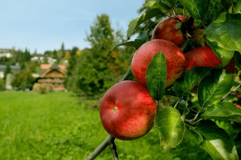 Organic farming continues to gain ground in Switzerland