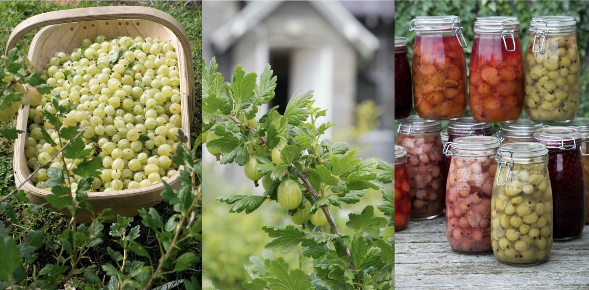 how to grow gooseberries: an expert guide