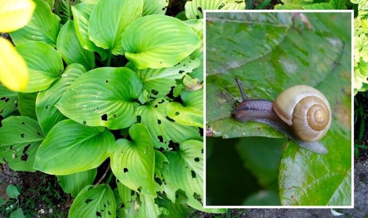 ‘Ideal’ method for keeping slugs and snails at bay this spring - use leftover food